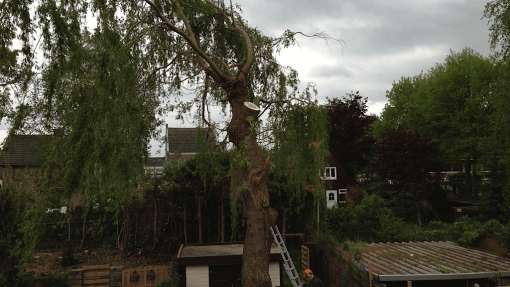 Bomen rooien Terneuzen